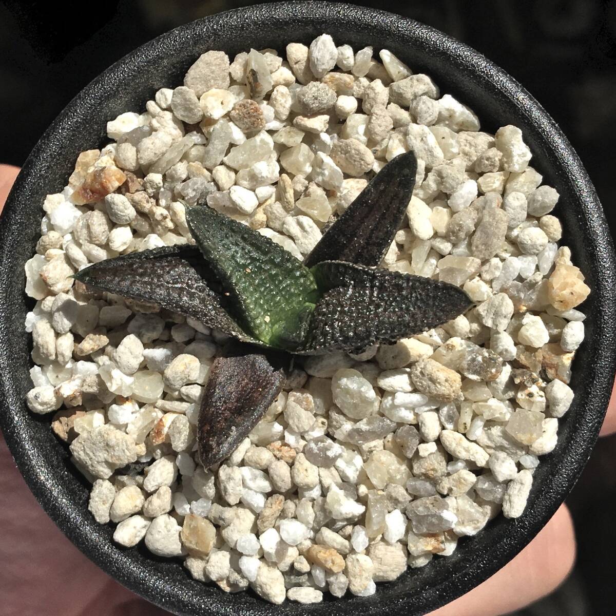 2025年最新】ハオルチア(Haworthia)の魅力的な商品一覧 - Yahoo