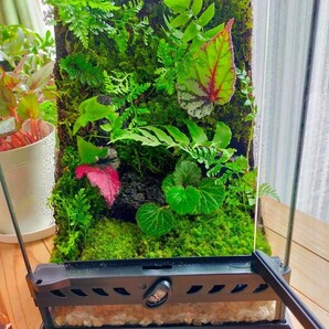 隠れ家付き自然の中の飼育箱、グラステラリウムナノ