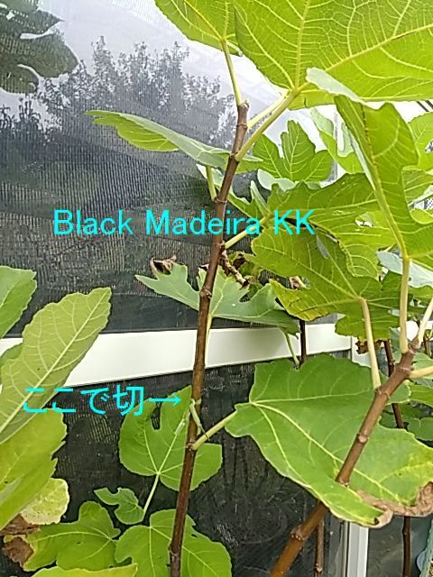 イチジク苗木　ブラックマデイラ　BlackMadeira 2025年最新】イチジク苗 ブラックマデイラの人気アイテム - メルカリ