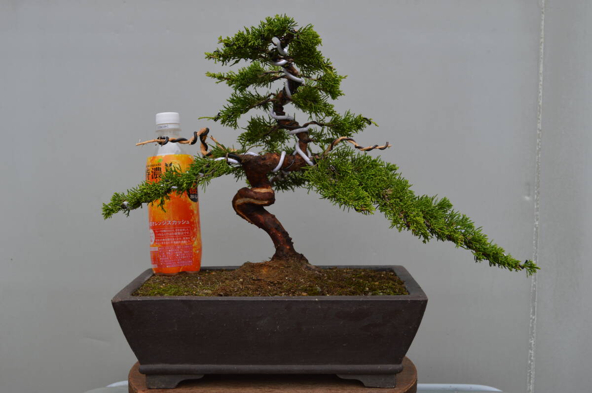 2025年最新】Yahoo!オークション -真柏(花、園芸)の中古品・新品