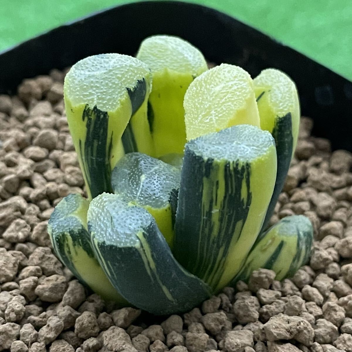 12c ハオルチア 多肉植物 レンズ万象錦糊斑 自家繁殖 Yahoo!オークション -「ハオルチア万象錦」の落札相場・落札価格