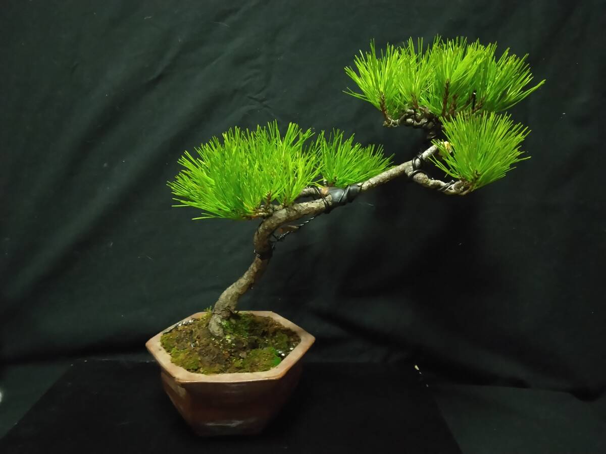 池*一様 週末オークション　赤松文人木　赤松盆栽 池*一様 週末オークション 赤松文人木 赤松盆栽 池*一様 週末