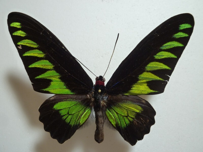 2025年最新】Yahoo!オークション -トリバネアゲハ 標本の中古品