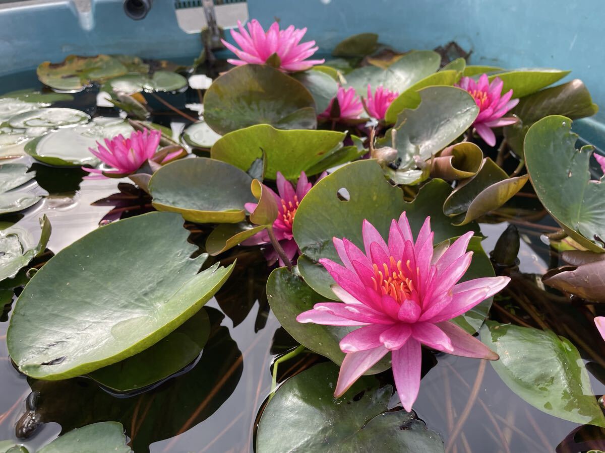 2025年最新】睡蓮 苗の商品一覧 選べる種類 多彩なラインナップ