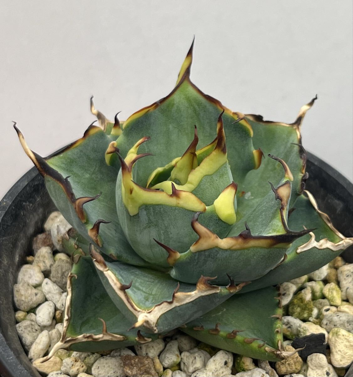 アガベ オテロイ 実生 強刺 中株 ワシャワシャ 早い者勝ち！【厳選株】 アガベ オテロイ 実生苗 チタノタ fo-076