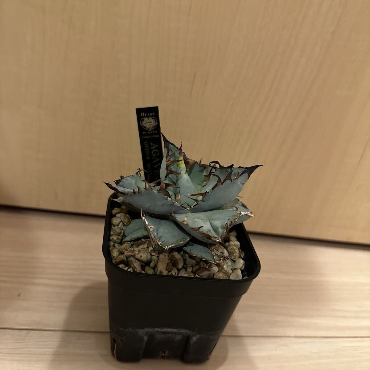 925【上澳園芸】 アガベ チタノタ 悪魔くん メデューサ 優良血統子株 上澳園芸】 アガベ チタノタ 悪魔くん メデューサ 良質子株