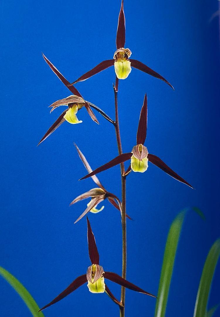 一括譲渡　寒蘭 Yahoo!オークション -「寒蘭」(花) (鉢植え)の落札相場・落札価格