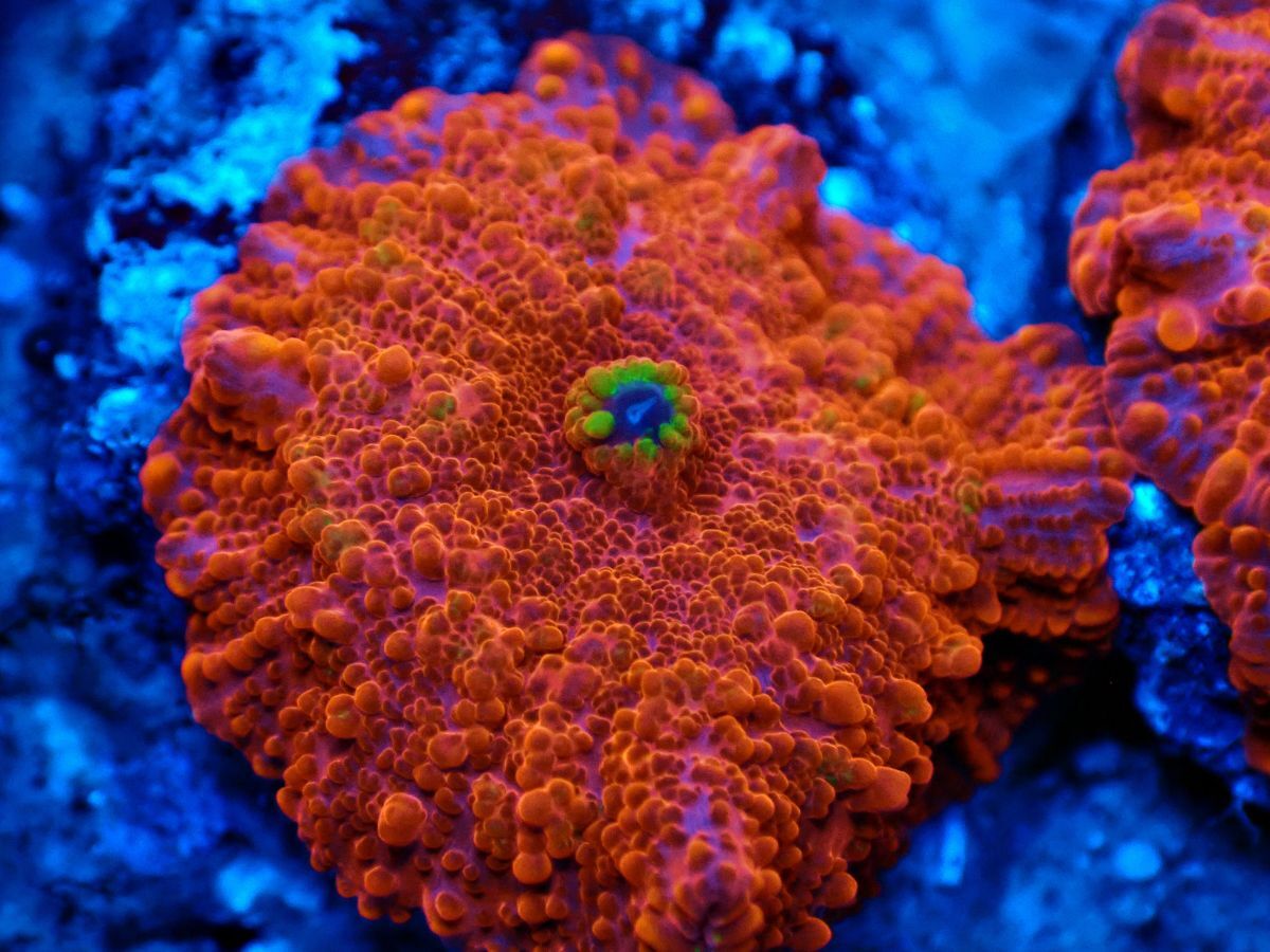 ディスクコーラル　オレンジ　５枚　【な】 ディスクコーラル オレンジ 5枚 【な】 Yahoo!オークション