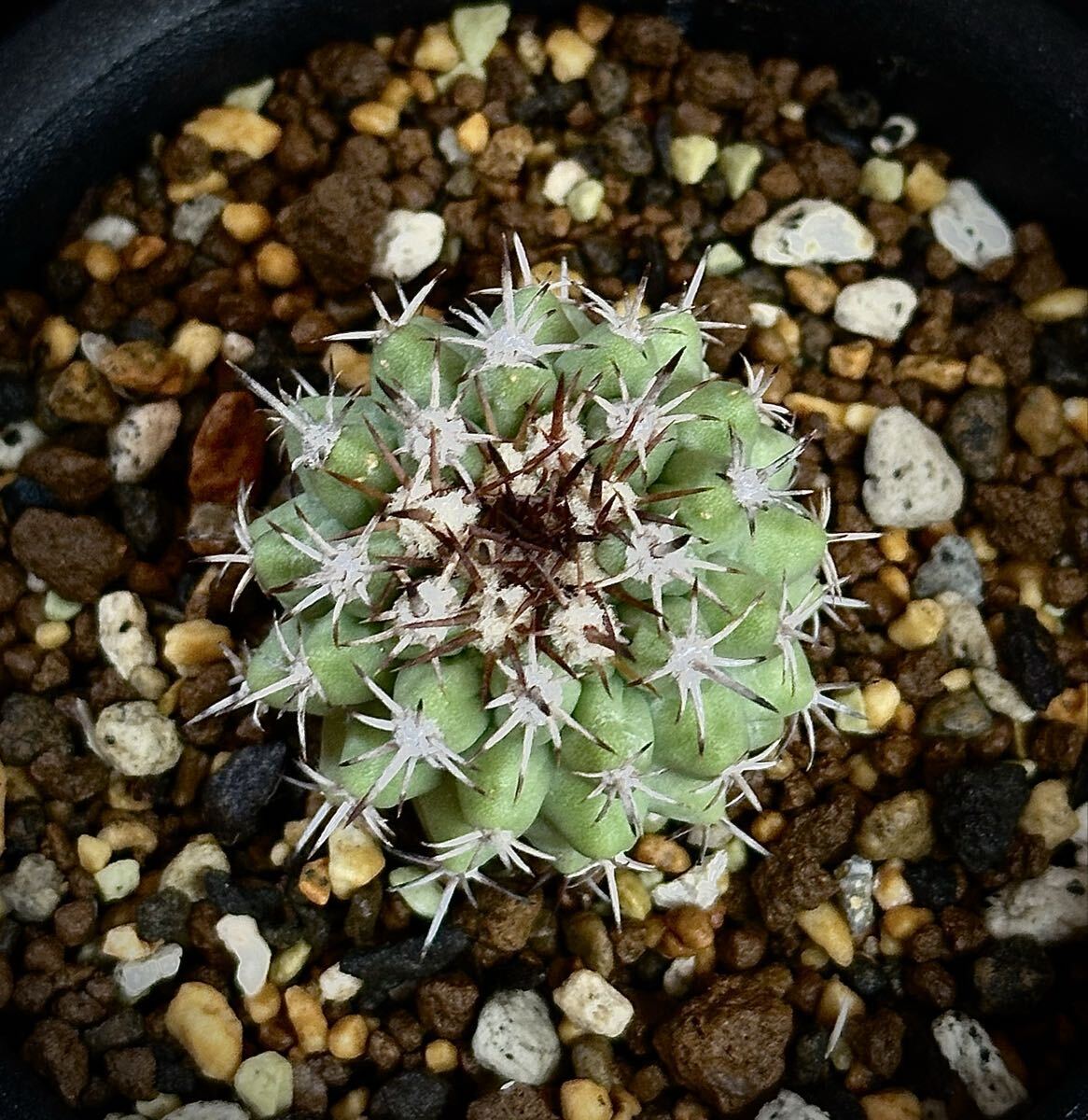 コピアポア　FNつき　実生11種類セット　各1苗ずつ 2025年最新】copiapoaの人気アイテム - メルカリ