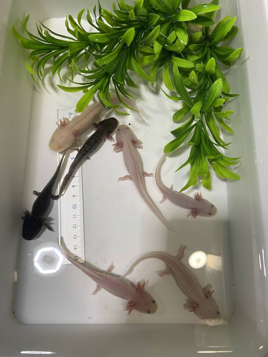 ウーパールーパー まとめ売り