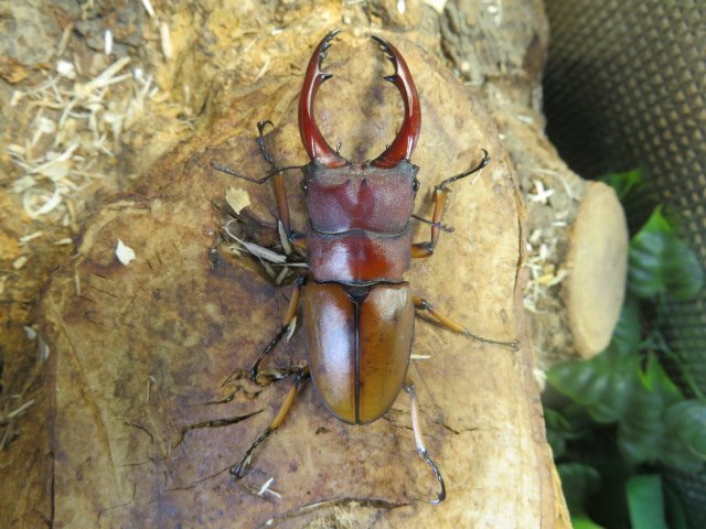 【外国産蝶標本】アスタコイデスノコギリクワガタ♂/貴州省.徳江県産/37mm 外国産蝶標本】アスタコイデスノコギリクワガタ♂/貴州省.徳江県