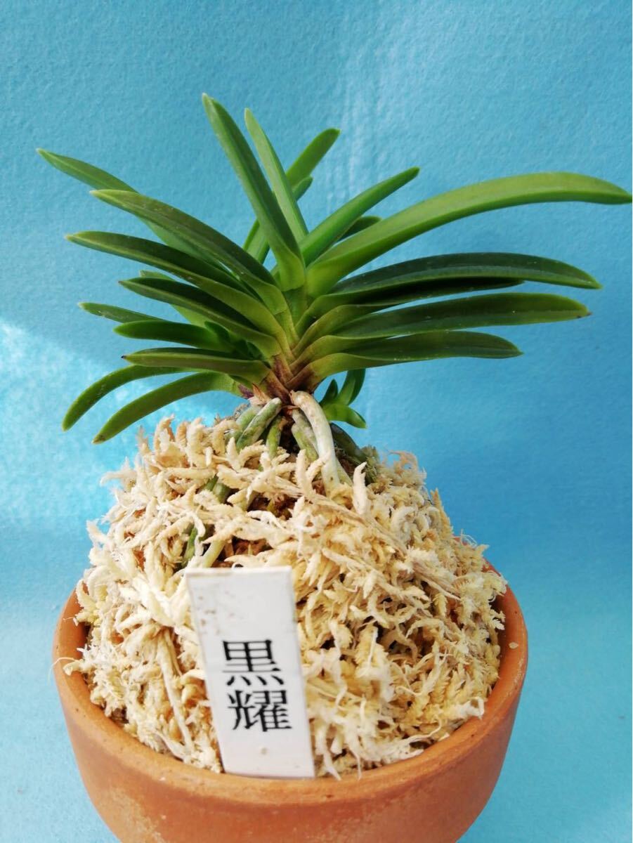 Yahoo!オークション -「富貴蘭 ルビー根」(ラン) (花)の落札相場