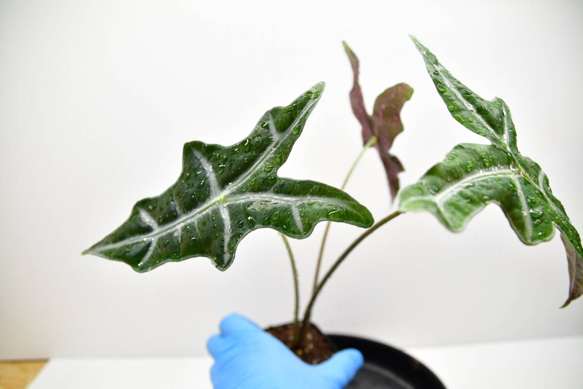 あんそら　ブリガミア インシグニ＋アロカシア サンデリアナ ノビリス あんそら様専用 ブリガミア インシグニ＋アロカシア