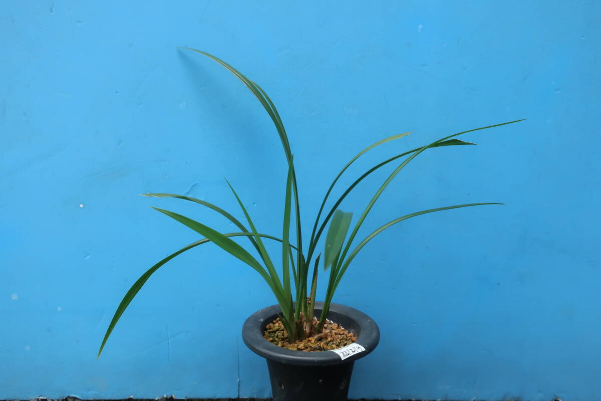 Yahoo!オークション -「寒蘭」(ガーデニング) の落札相場・落札価格