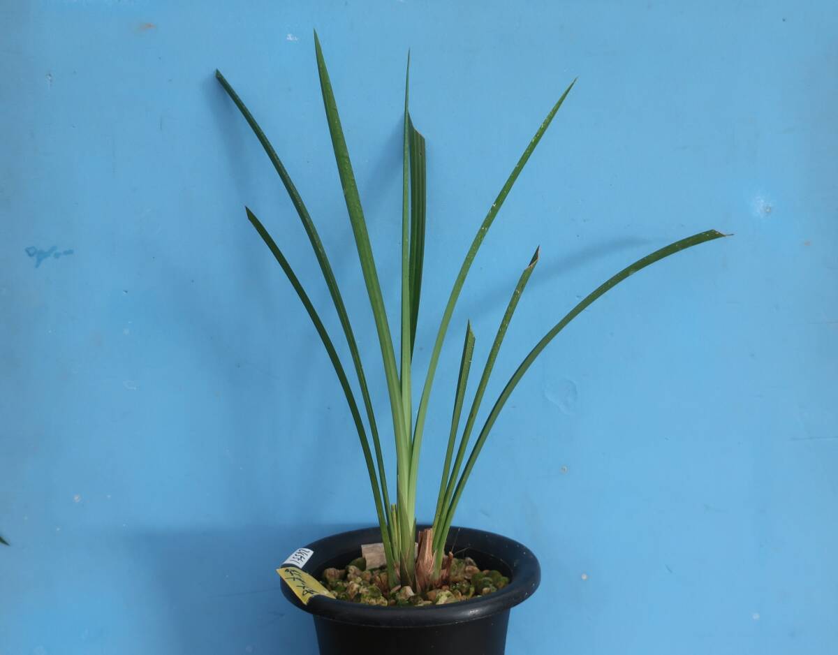 寒蘭-035　342-5H3　大輪紅更紗×力王　苗　交配種 寒蘭-035 342-5H3 大輪紅更紗×力王 苗 交配種 - メルカリ