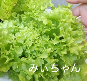 レタス・グリーンフリーの種子 60粒 細かいフリルレタス ベビーリーフとしても♪リーフレタス