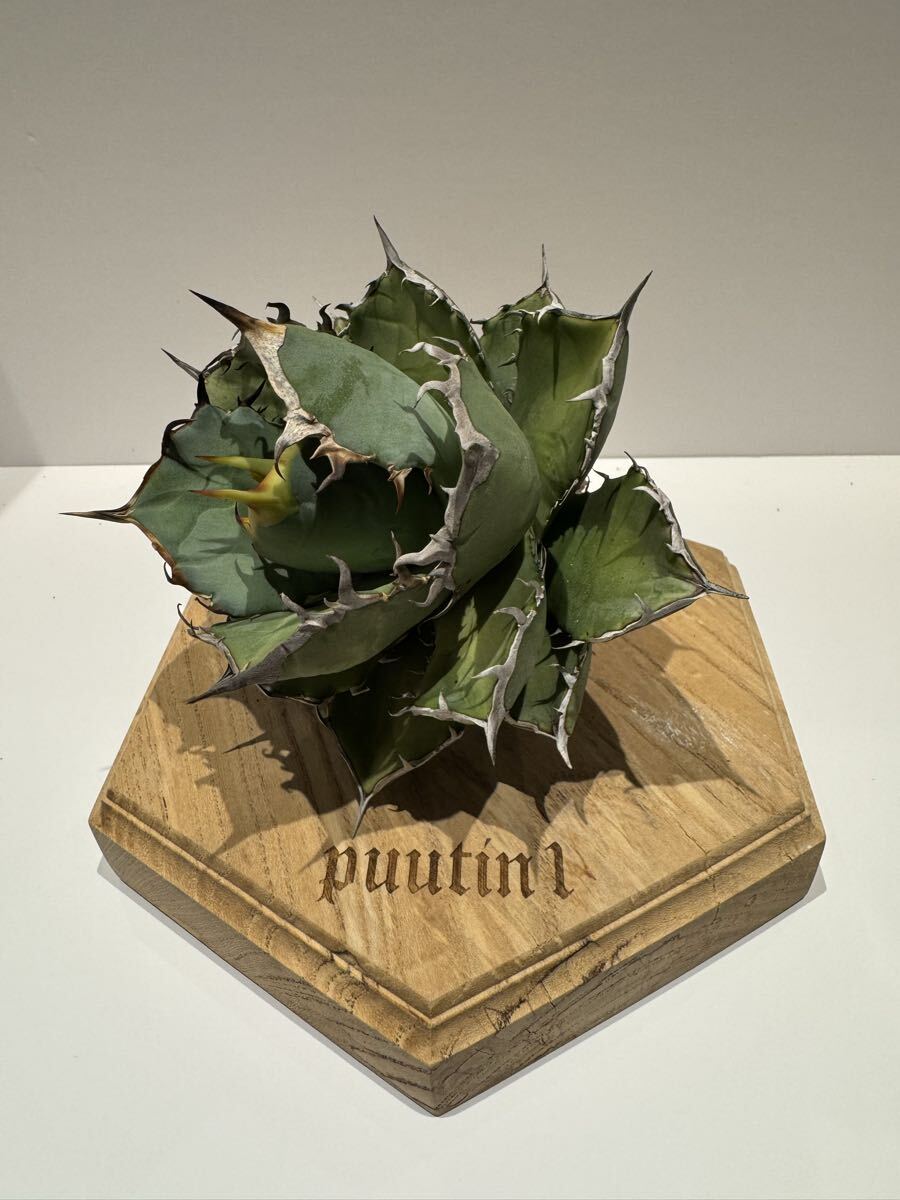 【MW】国産優良血統　緑犀牛　巌竜　チタノタ　agave オテロイ アガベ MW】国産優良血統 緑犀牛 巌竜 チタノタ agave オテロイ アガベ