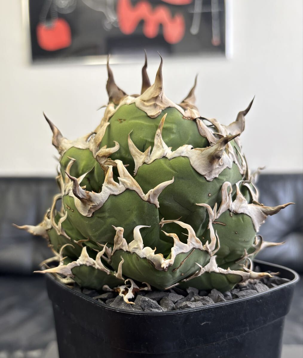 アガベ チタノタ 黒鯊FDD30 / SAD スーパーチタノタシーザー ハデス クラウン 皇冠 清櫻 悪魔くん Yahoo!オークション - cdf60アガベ チタノタ魚刺 ⁄ SAD スーパーチタノ