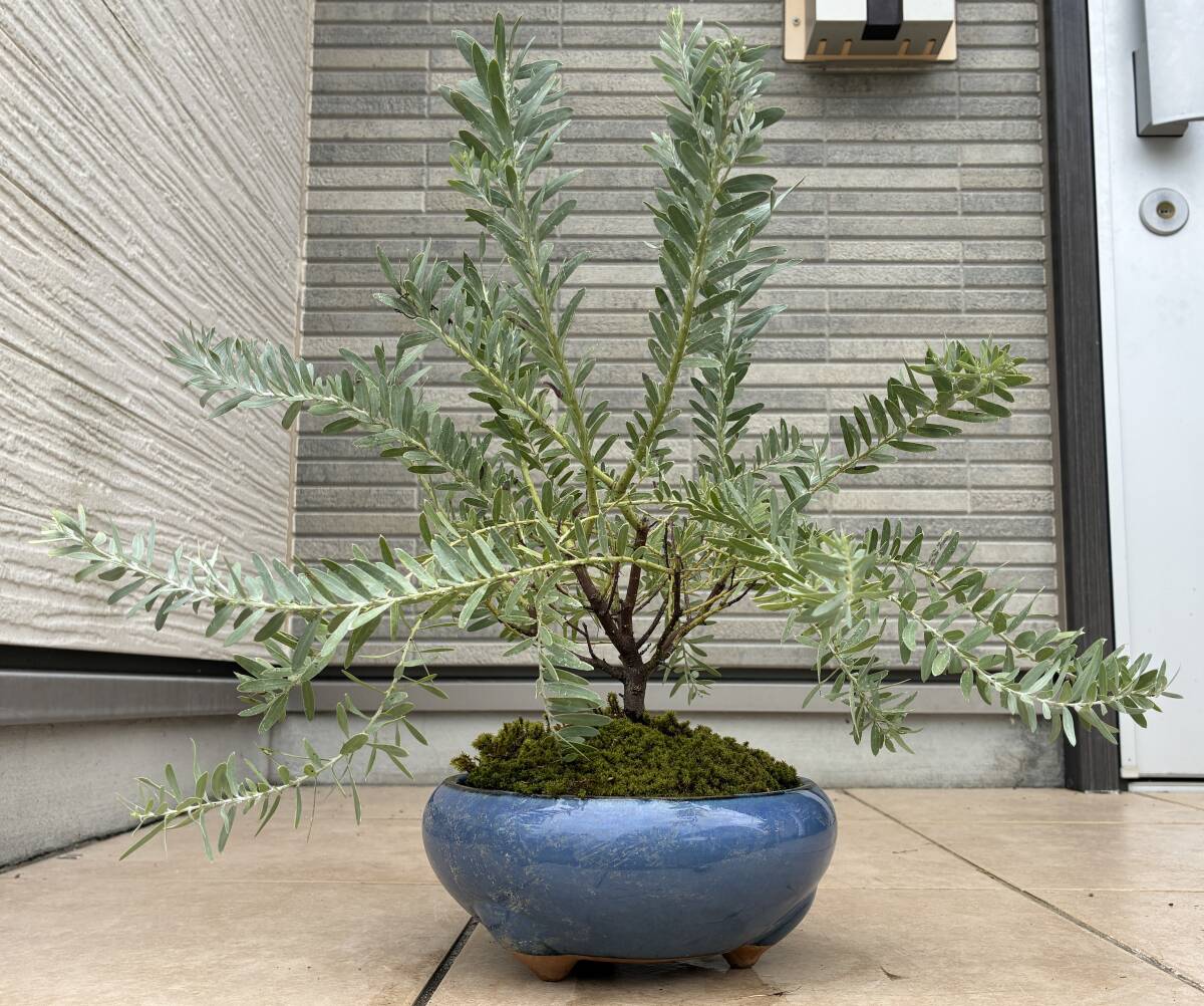 パールアカシア 苗 大型 200cm❗整った樹形 際立つシルバーリーフ 最美