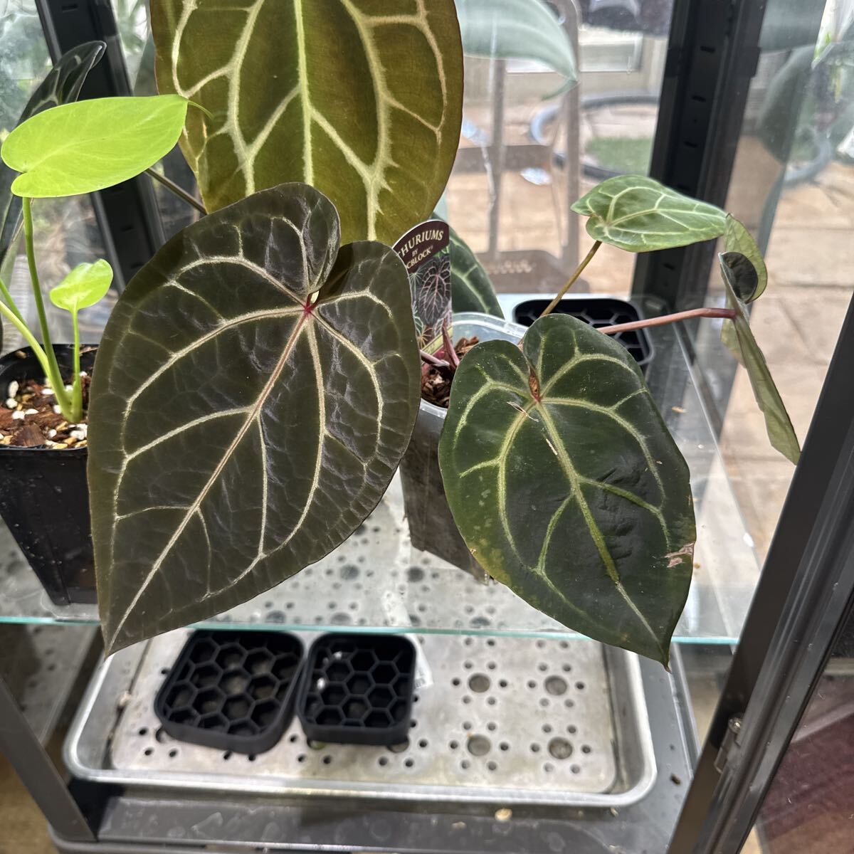 2025年最新】Yahoo!オークション -#anthurium(花、園芸)の中古品