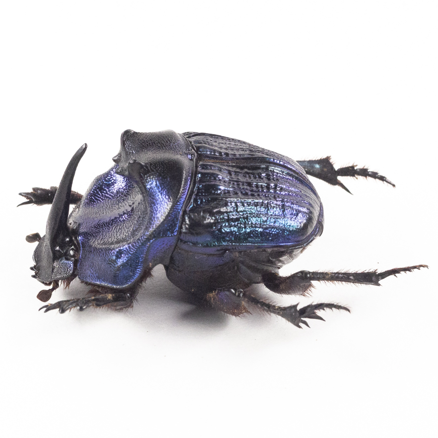 2025年最新】Yahoo!オークション -ダイコクコガネの中古品・新品