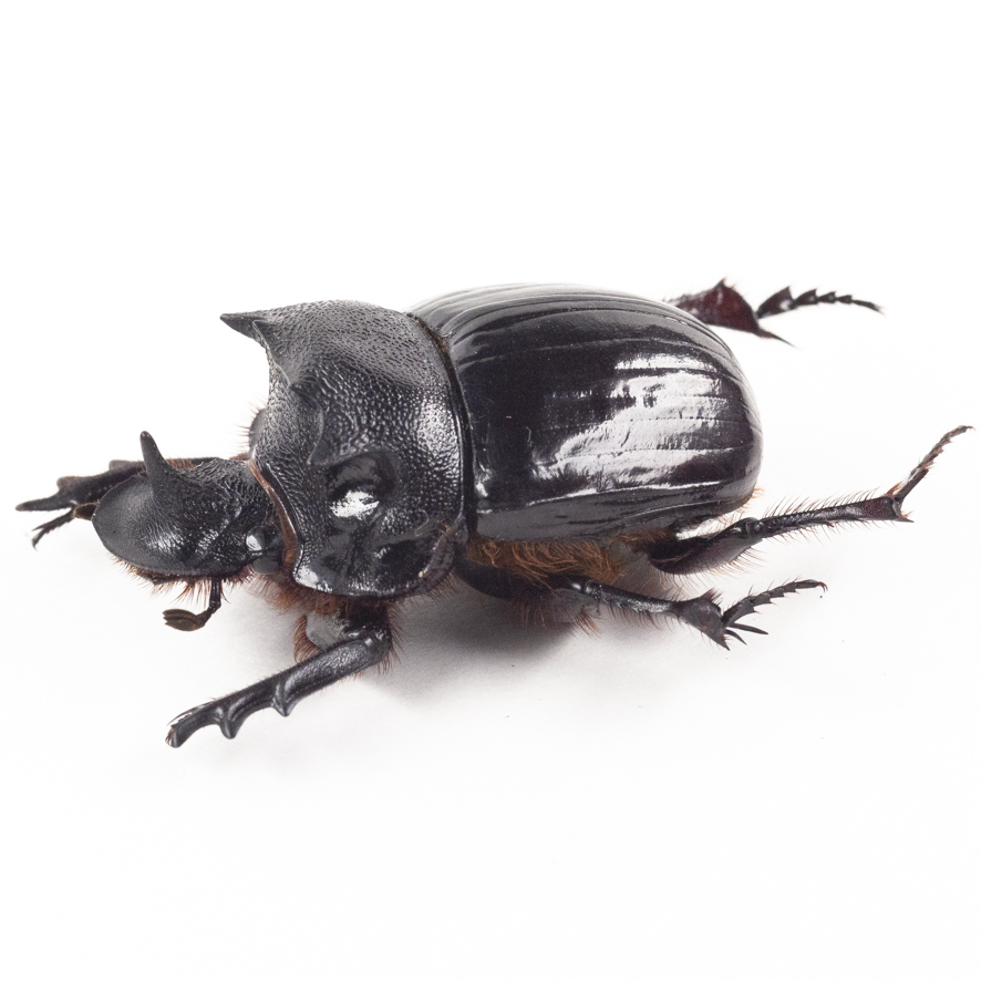 2025年最新】Yahoo!オークション -ダイコクコガネ 標本の中古品