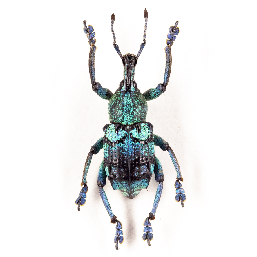 Yahoo!オークション -「ゾウムシ」(虫類) の落札相場・落札価格