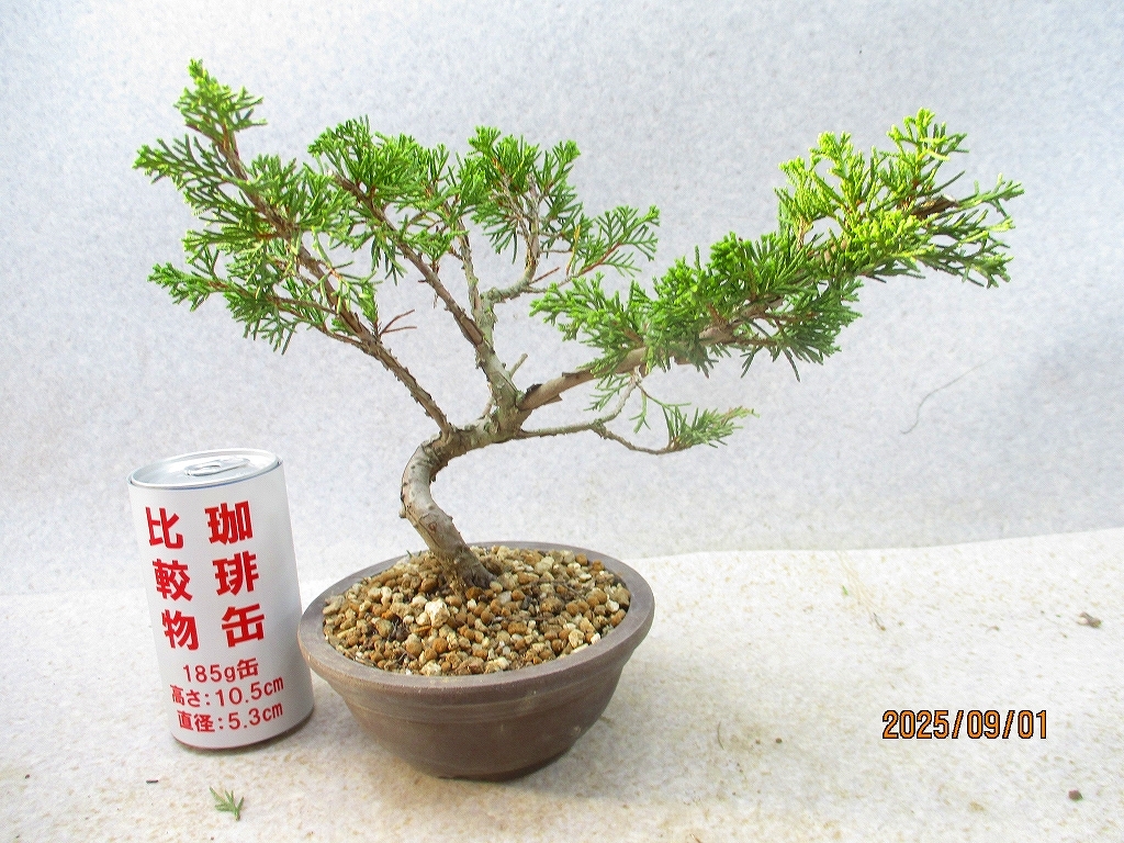 2025年最新】Yahoo!オークション -真柏(花、園芸)の中古品・新品