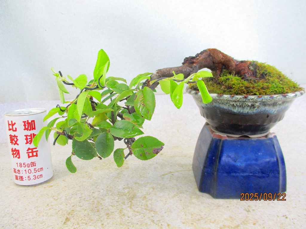 白木盆栽園　太幹　カリン　花梨　盆栽　樹高29センチ　楓カエデ欅実物観葉植物 楽天市場】盆栽 花梨 樹高 約18cm かりん Pseudocydonia