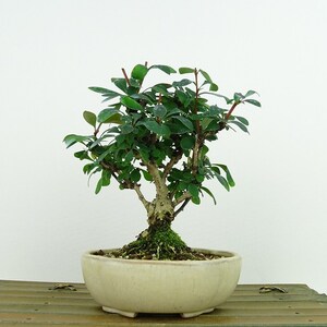 盆栽 目木 樹高 約14cm めぎ Berberis thunbergii メギ メギ科 落葉樹 観賞用 小品 現品