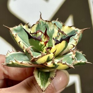 903【上澳園芸】アガベ チタノタ agave titanota姫巌龍錦 覆輪斑 陰陽錦 (検agave白豪棘 白犀牛 白幽霊 デルタ 緑犀牛 疣猪 碧奧蘭蒂