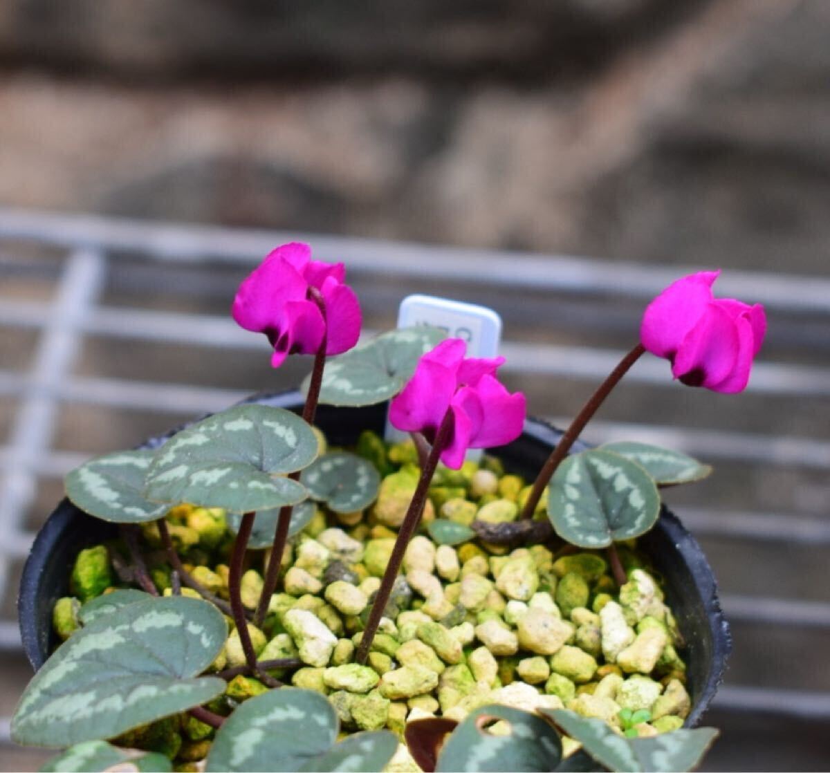 英国シクラメン協会ジャーナル16冊 幻の原種シクラメン ソマレンセ タイルバーン 英国シクラメン協会ジャーナル16冊 幻の原種シクラメン