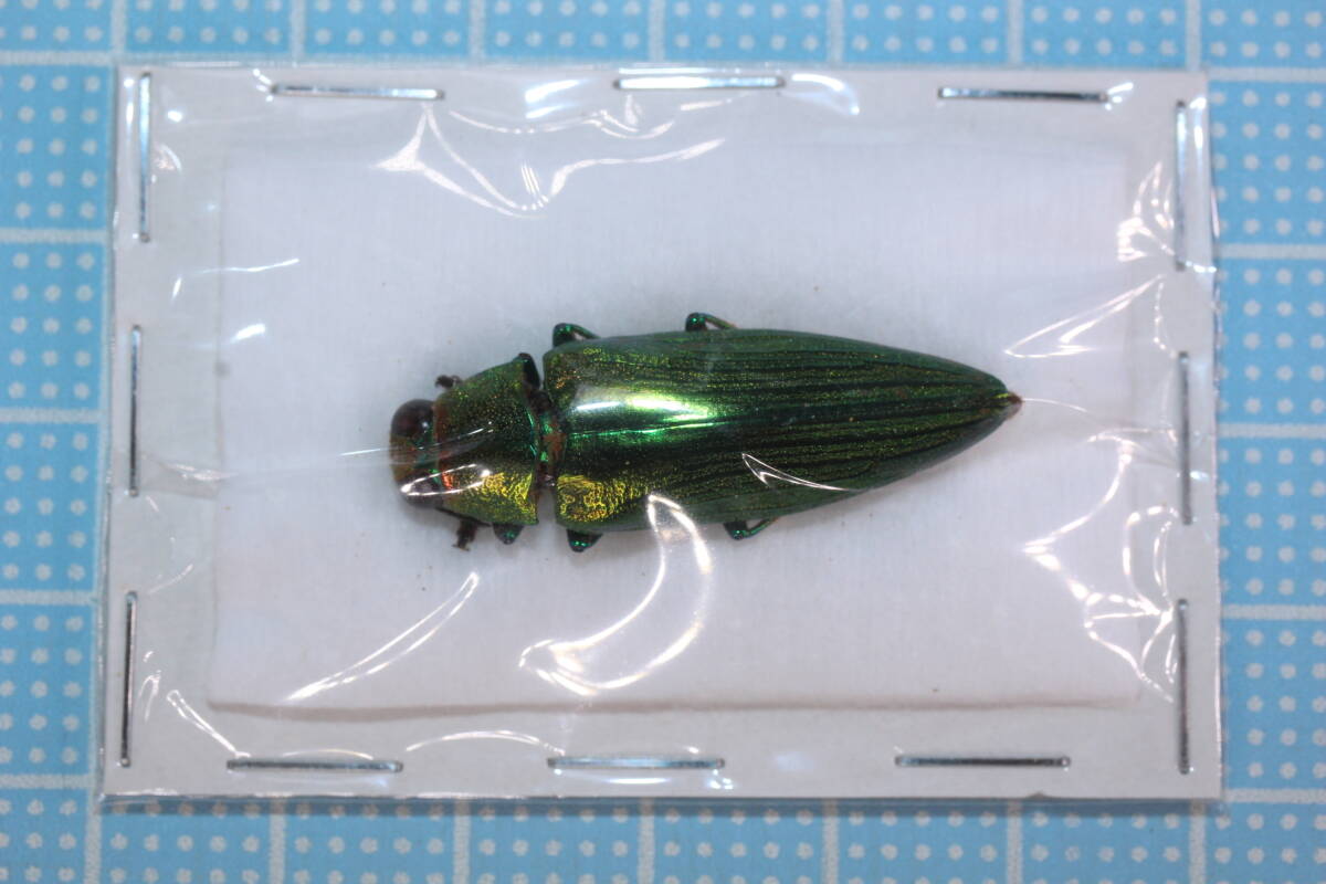 メキシコ産　珍品タマムシ　27mm メキシコ産 珍品タマムシ 27mm