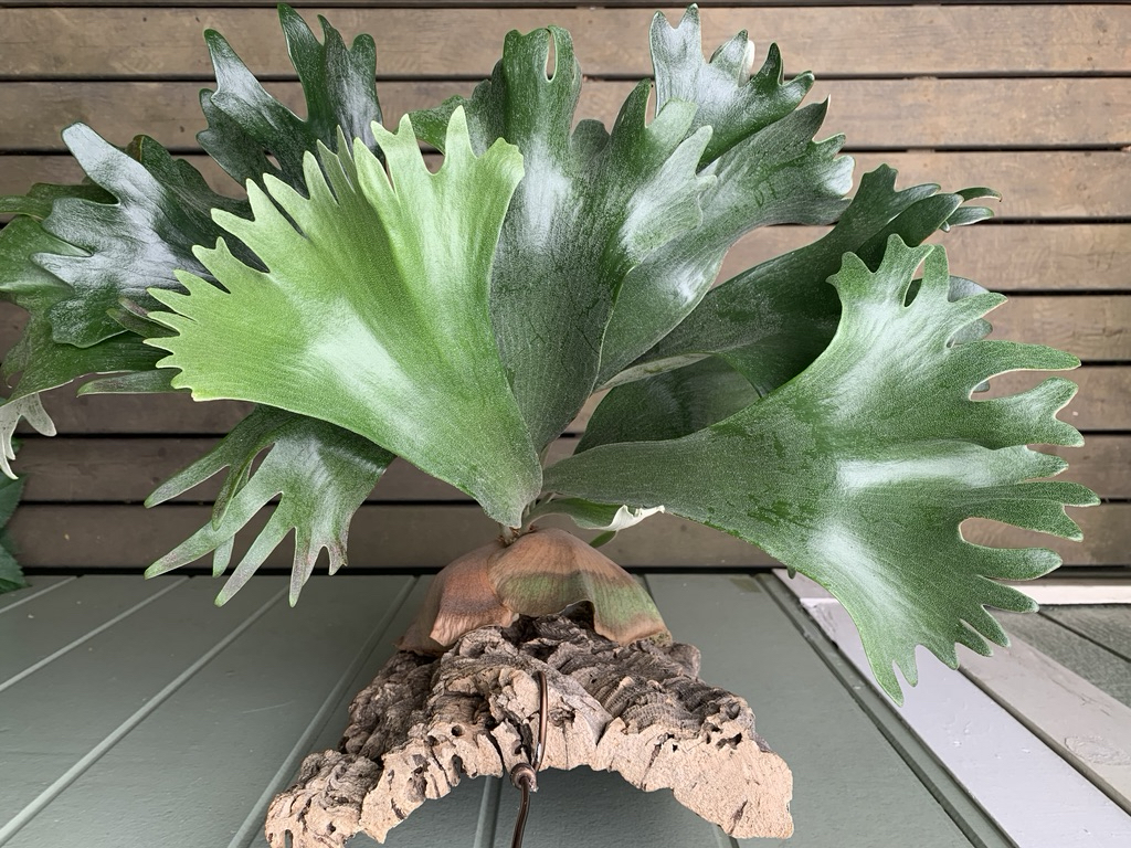 Yahoo!オークション -「子株」(ビカクシダ、コウモリラン) (観葉