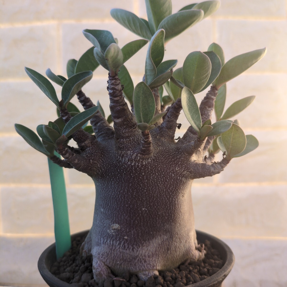 【激レア/ブラックスキン/ドワーフ/超極太 】アデニウム ガラメー タコ足A-7 激レア/ブラックスキン/ドワーフ/超極太 】アデニウム ガラメー