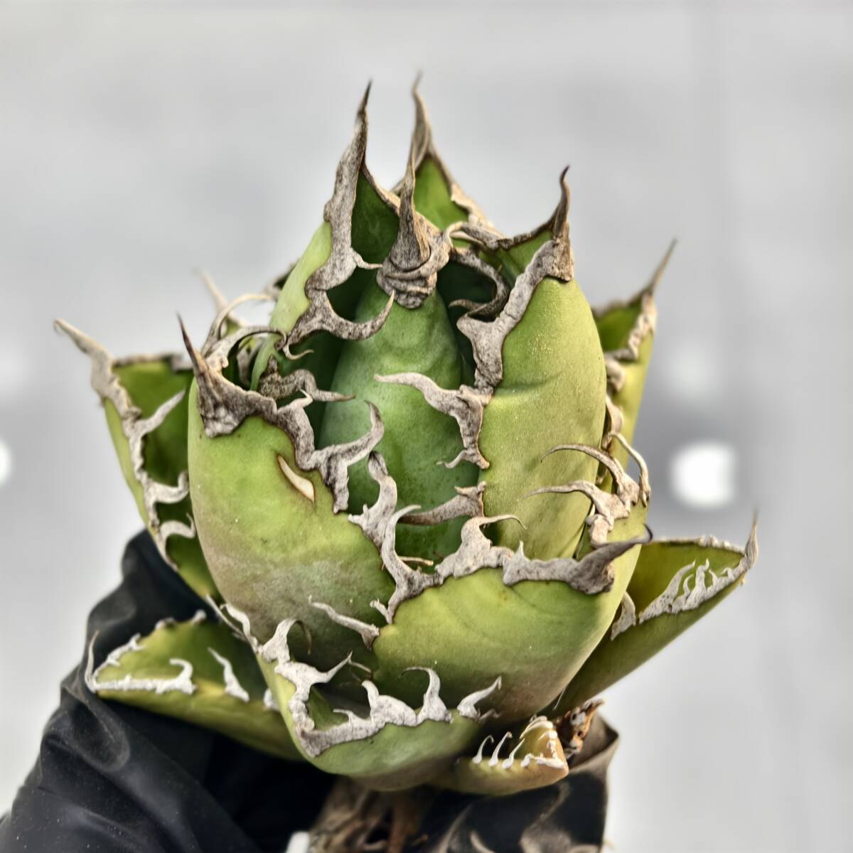 Yahoo!オークション -「アガベ チタノタ清櫻」の落札相場・落札価格