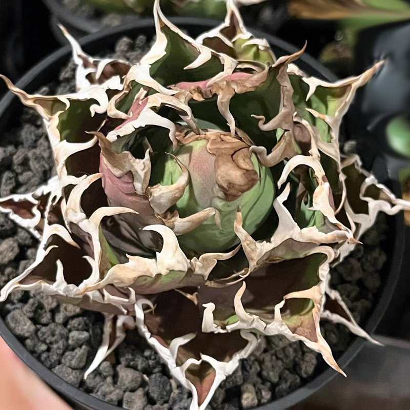 2025年最新】Yahoo!オークション -アガベ チタノタ 海王の中古品