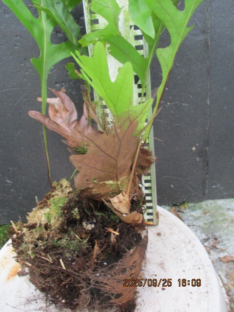 斑入りドリナリア　送料無料 2025年最新】ドリナリア 斑入りの人気アイテム - メルカリ