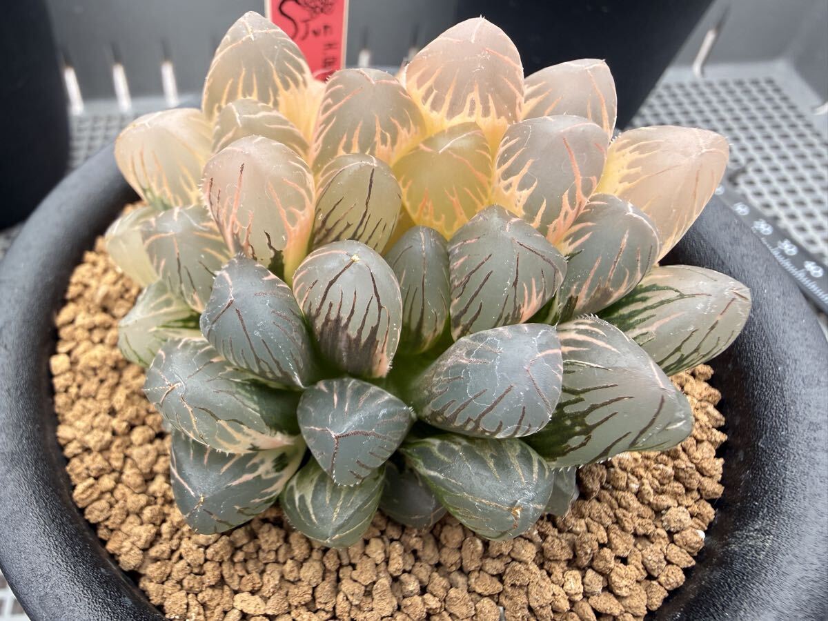 の*る様 万象　クモの巣錦　超美株　糊斑　極上班 の*る様 万象 クモの巣錦 超美株 糊斑 極上班 2025年最新