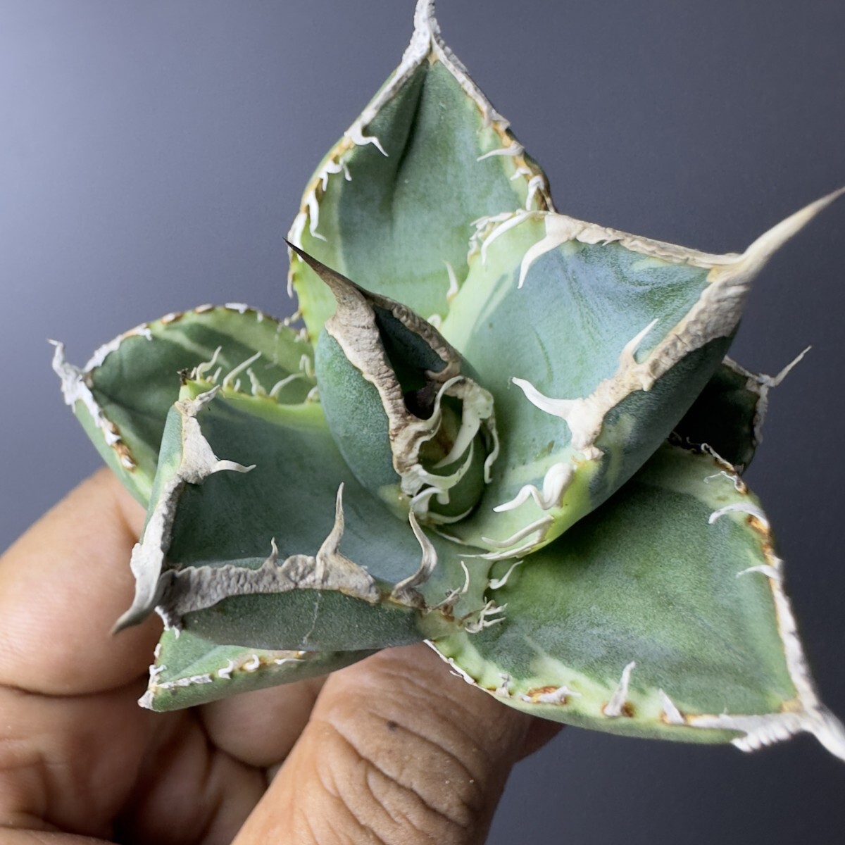 南アフリカダイヤモンド　OC 親株　発根済 南アフリカダイヤモンドOC 親株発根済