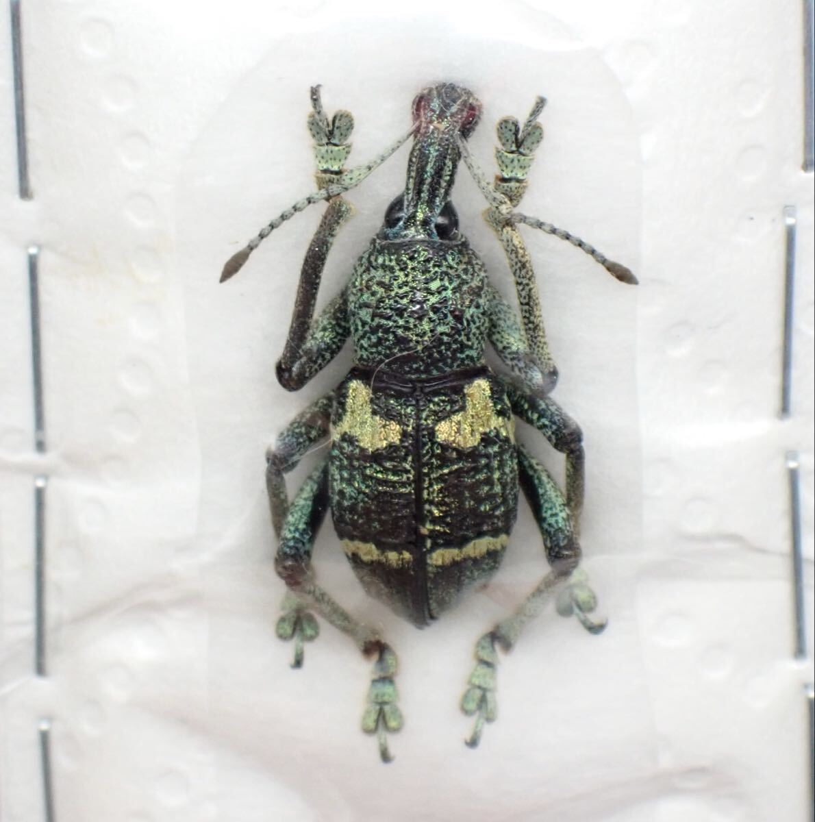 ゾウムシ 甲虫標本 ホウセキカタゾウムシの立体標本に挑戦してみました。イメージは