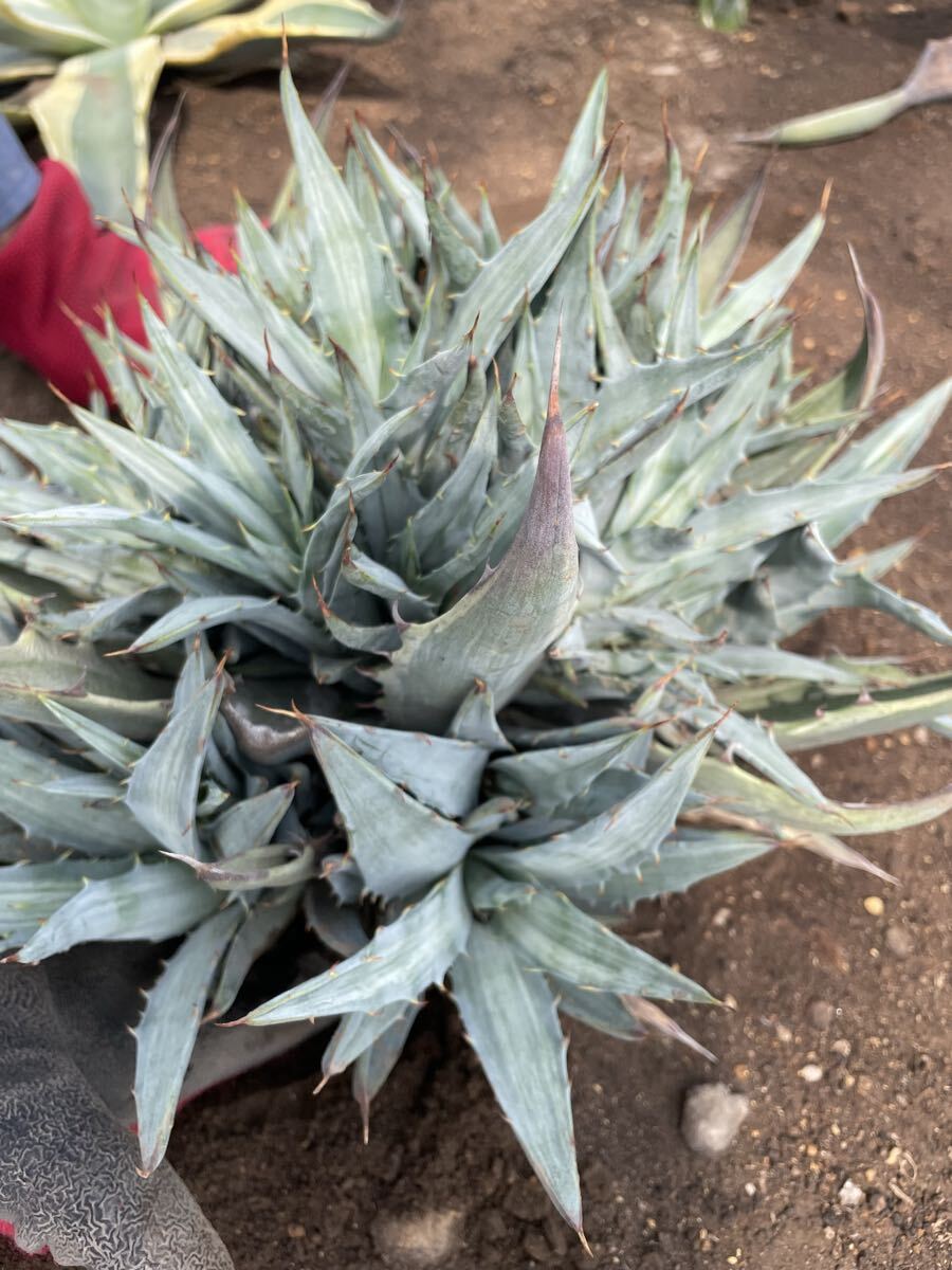 Yahoo!オークション -「devil」(観葉植物) の落札相場・落札価格