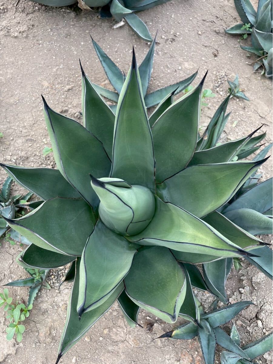 Yahoo!オークション -「アガベ シャークスキン」(観葉植物) の
