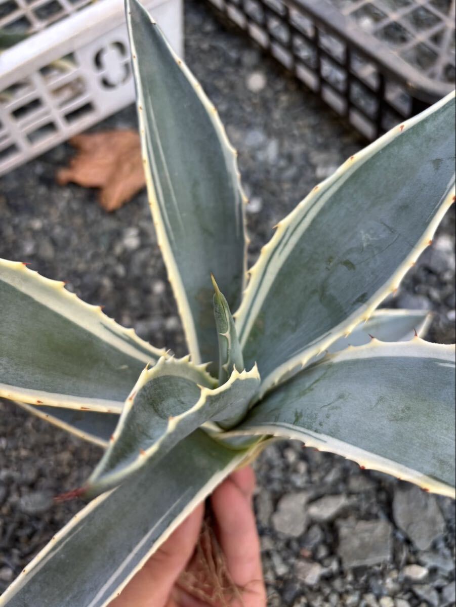 アガベ　マシュマロクリーム　特大株　手渡し限定 Yahoo!オークション -「マシュマロクリーム」(アガベ) (観葉植物