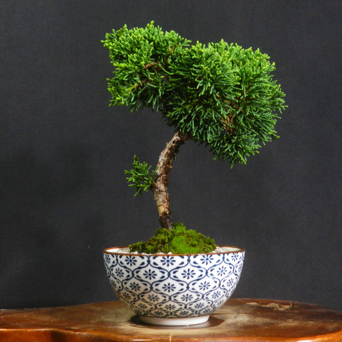 2025年最新】Yahoo!オークション -盆栽 真柏(盆栽)の中古品