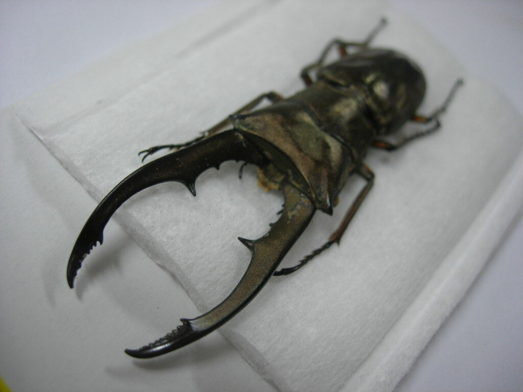 メタリフェル　大中小セット　標本 メタリフェル 大中小セット 標本 メタリフェル 大中小セット