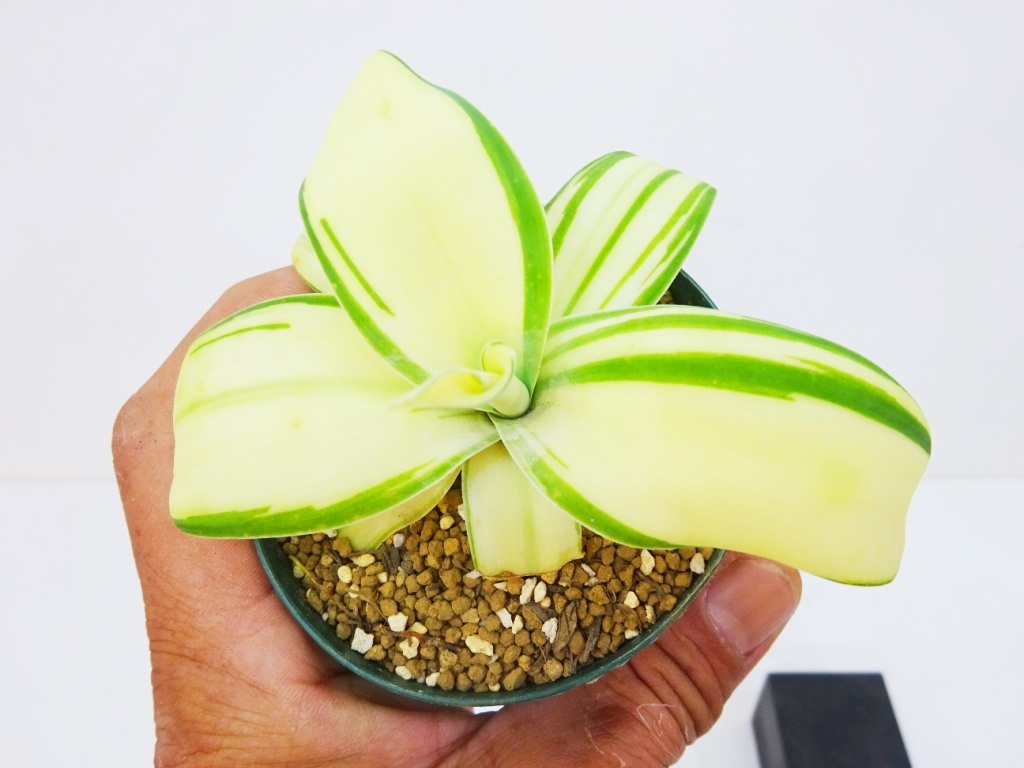 Yahoo!オークション -「アガベ アテナータ」(観葉植物) の落札