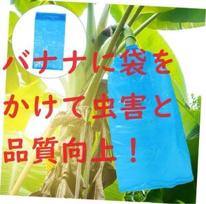 バナナ袋=バナナ、の糖度をあげる必需品◆温帯栽培で開花後収穫を短縮する効果。10枚。送料無料。果実の病虫害、スレ傷防止にも