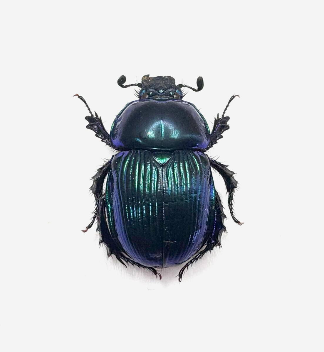 ルリセンチコガネ （オオセンチコガネ） 32匹 標本 ルリセンチコガネ （オオセンチコガネ） 32匹 標本 - メルカリ