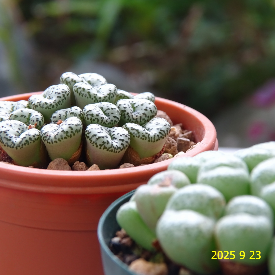 Yahoo!オークション -「コノフィツム 種」の落札相場・落札価格